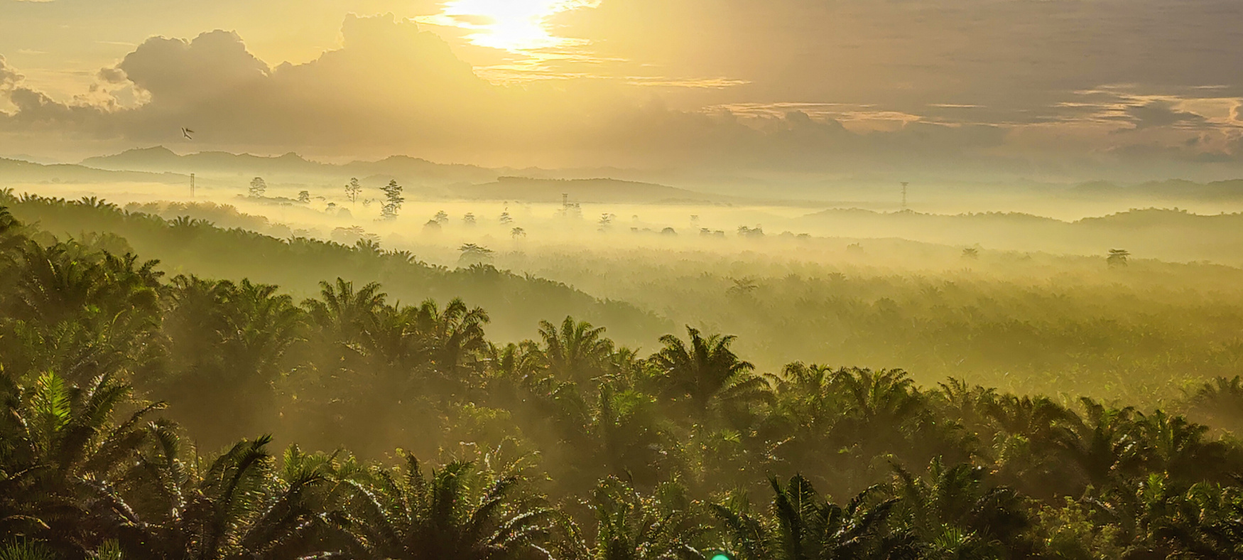 palm oil plantation